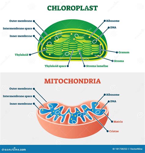 Diferencia Entre Cloroplasto Y Mitocondrias Diferencia Entre | The Best ...