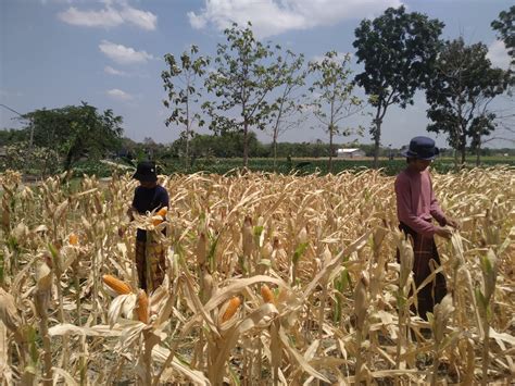 Santri Pondok Pesantren Manba'ul Ulum Panen Jagung