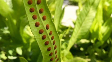 Propagating Ferns from Spores – Family Plot - YouTube