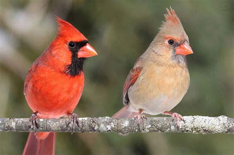 Featured Birds: Northern Cardinals