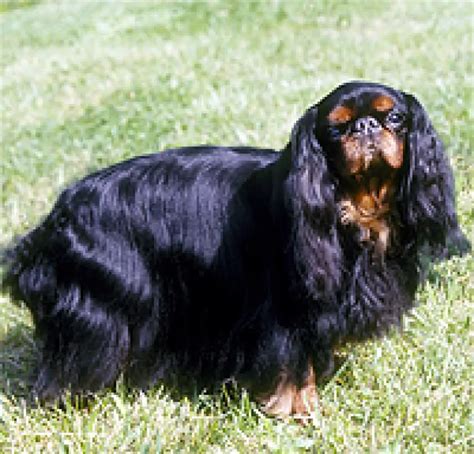 English Toy Spaniel - Pet Your Dog