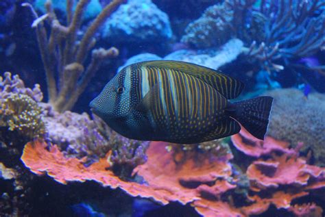 Coral Reef Fish - Long Island AquariumLong Island Aquarium