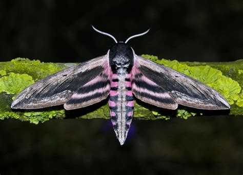 Sphinx ligustri(Privet Hawk-moths) photographed by Helen Turner in ...