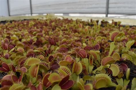 Venus Flytrap Care: A Complete Guide | Carnivorous Plants Tips