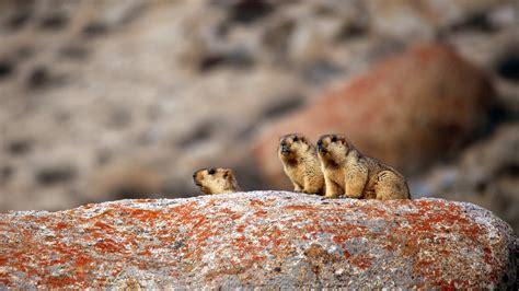 Getting Into a Huddle: The Himalayan Marmot Family