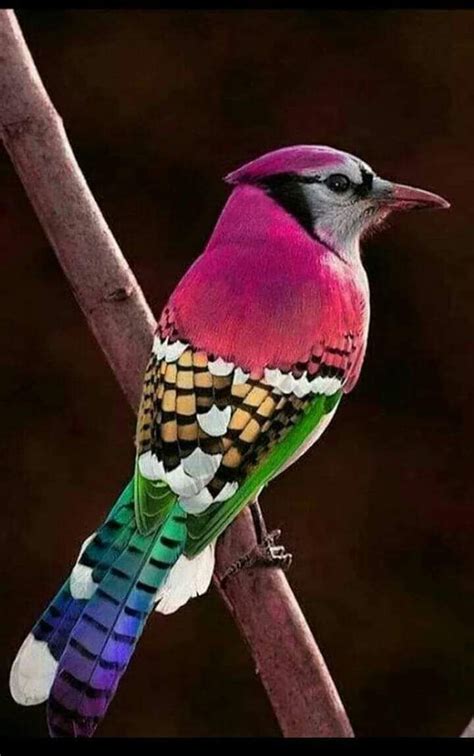 Dr Surendra Pathak on Twitter | Pet birds, Exotic birds, Beautiful birds