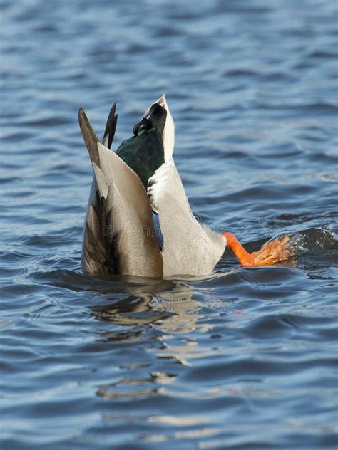 Feeding Duck stock image. Image of feeding, pond, upside - 29906403