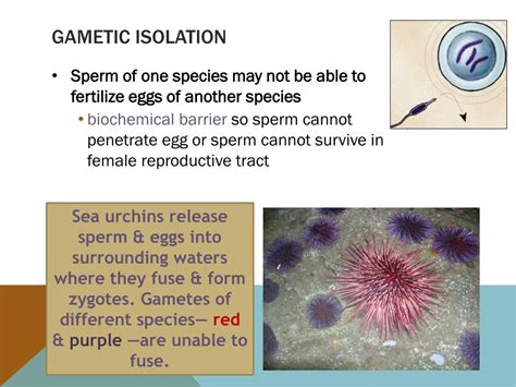 PPT - Genetic drift PowerPoint Presentation, free download - ID:2012248