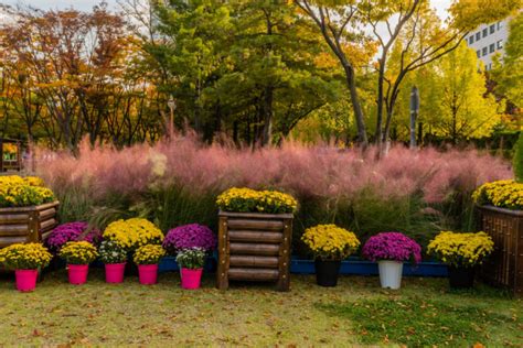 12 Ornamental Grasses That Steal the Show in Fall