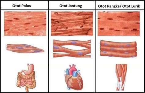 Jaringan Otot Jantung Pada Hewan - Homecare24