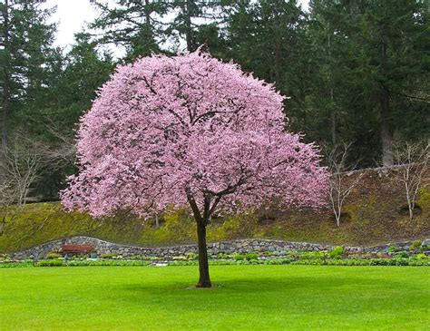 Plum Tree | Flowering plum tree, Vegetable garden design, Knockout rose ...