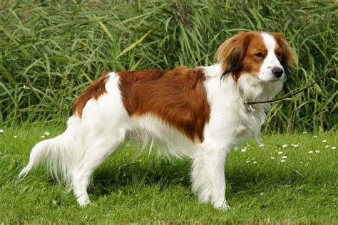 Kooikerhondje - Dog Breed Information, Photo, Care, History - Fello.pet