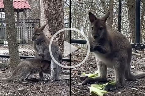 Baby Wallaby Hops Around the Utica Zoo for the First Time [VIDEO]