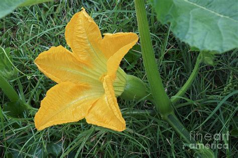 Female Pumpkin (cucurbita Pepo) Flower Photograph by Dr. Nick Kurzenko ...