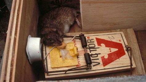 10 Best Rat Traps in 2023 - According to an Exterminator