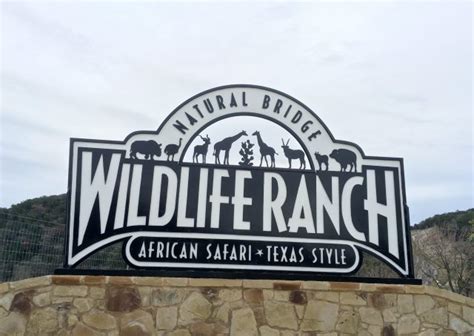 Take a Day Trip Safari Adventure to Natural Bridge Wildlife Ranch - The ...