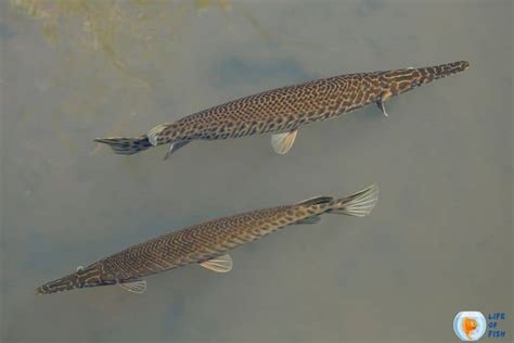 Alligator Gar Size | 9 Interesting Facts You Must Know