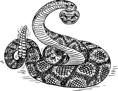 Rattlesnake 2 - Openclipart