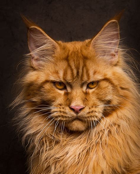 40 Majestic Pictures Of Maine Coon Cats That Will Take Your Breath Away