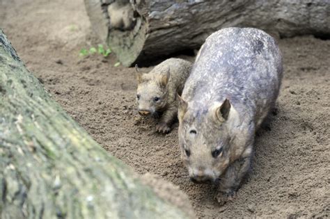 Wombat Conservation Reaches Big Milestone In Australia’s Queensland ...