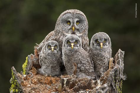 Wildlife Photographer of the Year 2018 - Natural History Museum