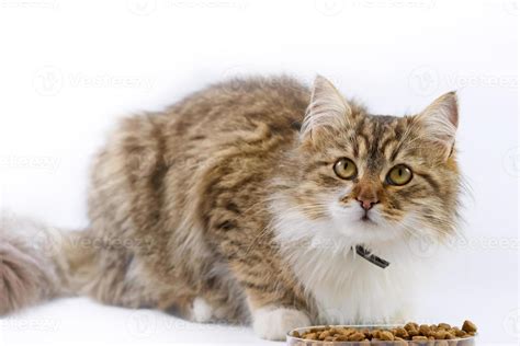 Maine Coon - cat eats 800341 Stock Photo at Vecteezy