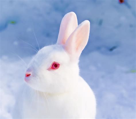 White Rabbit Photograph by Gry Thunes