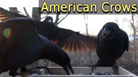 American Crows eating peanuts - YouTube