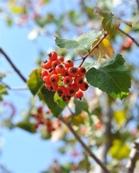 HAWTHORN WINTER KING | CreekSide Tree Nursery