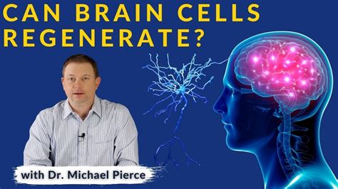 Can Brain Cells Regenerate? - YouTube