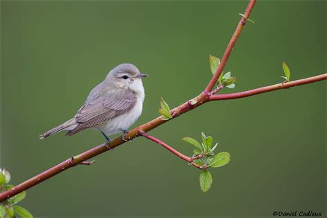 Warbling Vireo