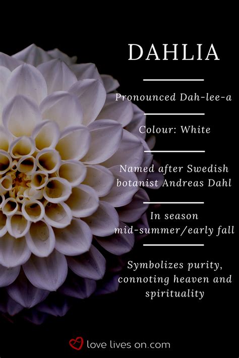 Awesome Dahlia Flower English Name 8+