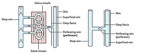 Perforating Veins (Perforators) – Earth's Lab