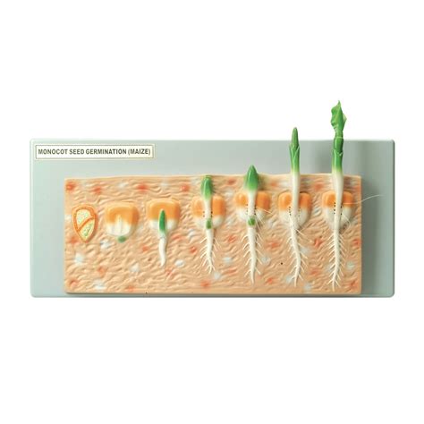 B8R04632 - Monocot Seed Germination Model | Findel Education