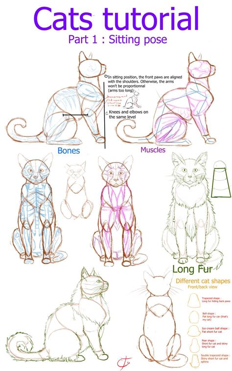 Cats tutorial - part 1 : Sitting position by Ctougas01 on DeviantArt in ...