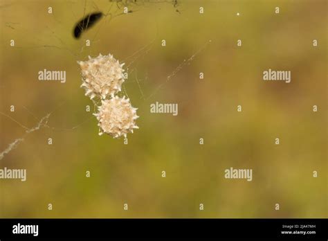 Southern Black Widow Spider Eggs - Latrodectus mactans Stock Photo - Alamy