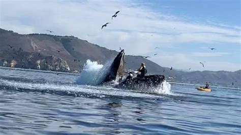 Humpback whale almost swallows kayakers near Avila Beach