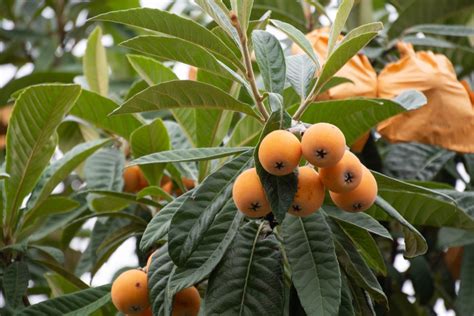 Loquat Tree - Dragons Alley Nursery