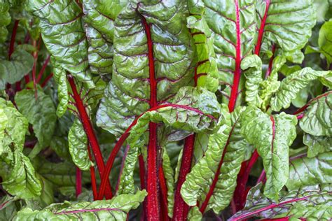 Mangold-Sorten: Übersicht für Blatt- & Stielmangold - Plantura