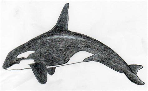 How To Draw Killer Whale. Any Beginner Can Do This!