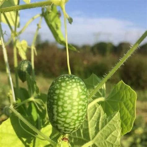 Mexican Sour Gherkin Organic Seeds – Hudson Valley Seed Company