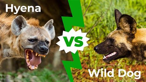 Wild Dogs vs Lion | Okavango – KeepingDog