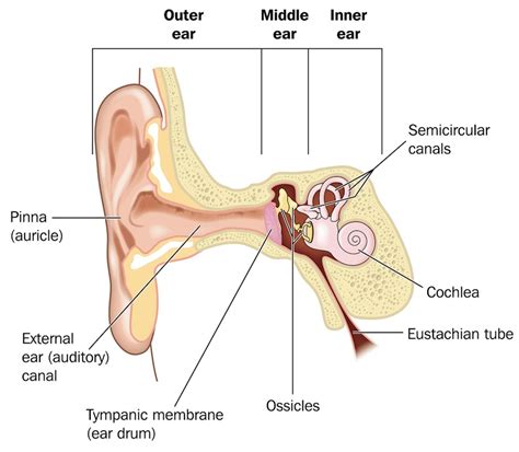 What happens to your ears during a flight?