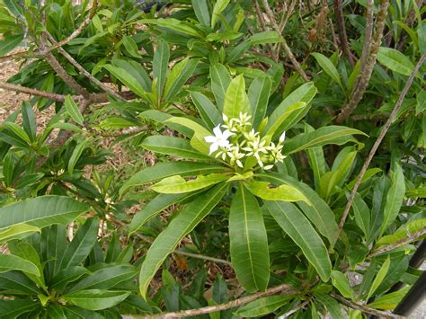 Cerbera manghas L. | Plants of the World Online | Kew Science