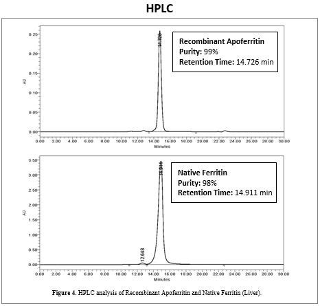 Recombinant Apoferritin