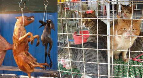 The Dog and Cat Meat Trade in South Korea