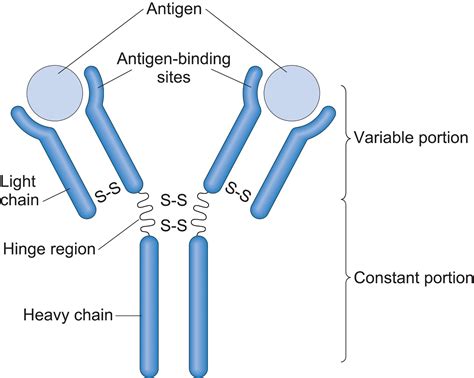 The Structure of an Antibody