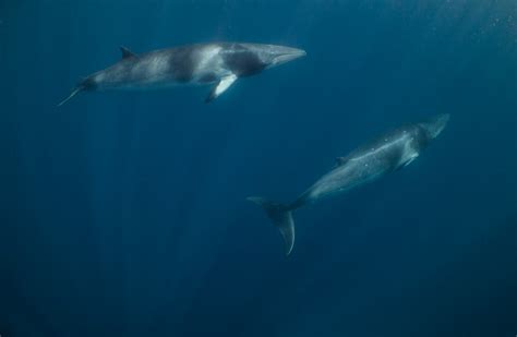 16 Things You Didn’t Know About Dwarf Minke Whales | Queensland