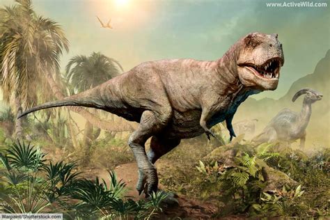 T Rex Dinosaur Facts, Pictures & Info: Meet The Real Tyrannosaurus Rex