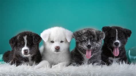 4k wallpaper pc (3840x2160) | Puppy wallpaper, Japanese dogs, Cute animals